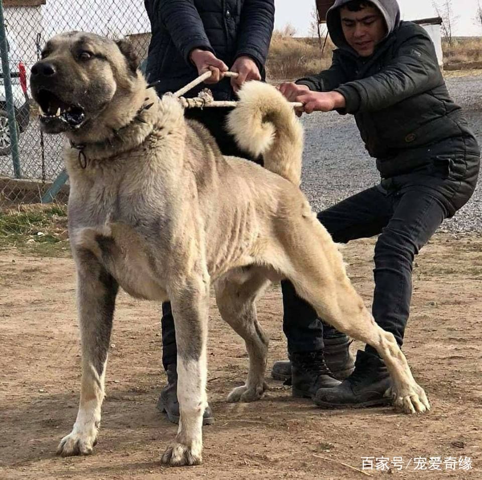 被称为欧洲火药桶的4大猛犬,其中一种以封喉技能,让当地人封杀