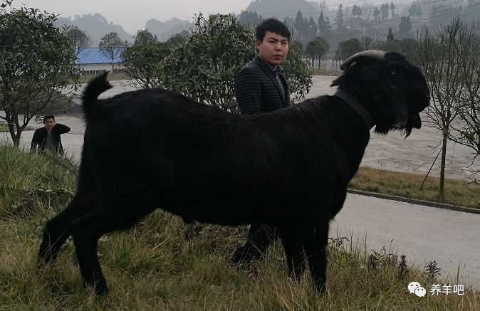 萨能黑山羊成年羊可以长到400斤