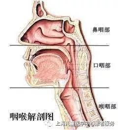 【健康大講堂】打噴嚏、流鼻涕，是感冒還是過敏性鼻炎？ 健康 第8張