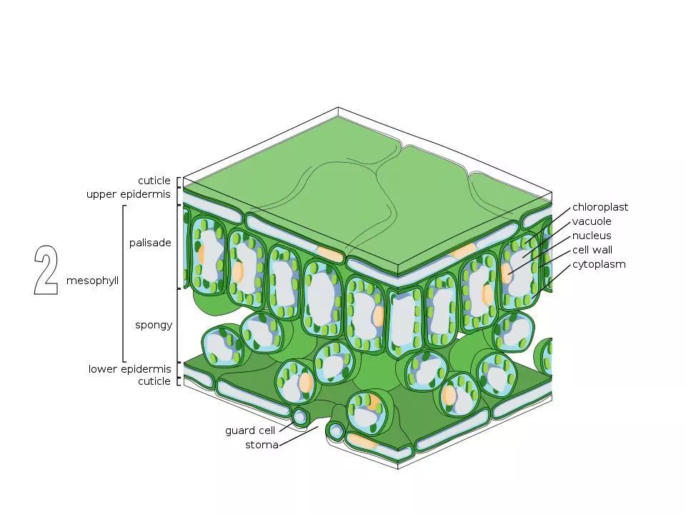 角质层就是在叶表皮细胞细胞壁外的加厚层