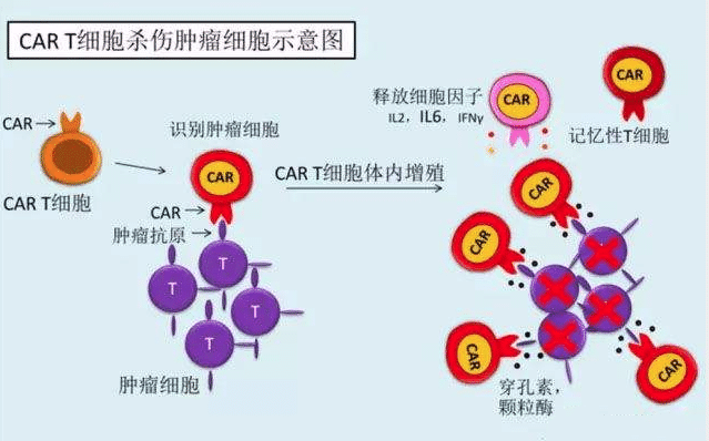 小儿急淋和急髓区别在哪?这种分型治愈率更高