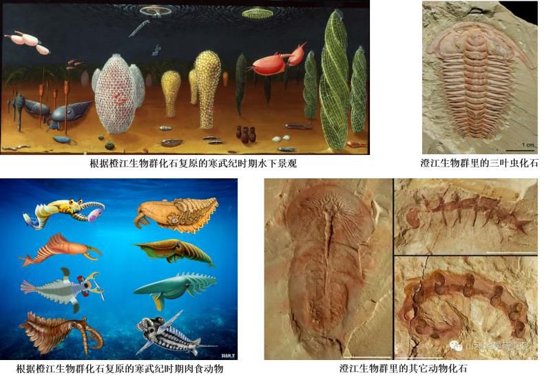 在中国云南澄江天帽山发现的澄江生物群形成于5亿2千万年前的寒武纪