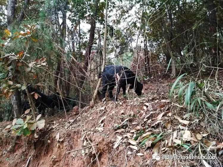 荖猎户原烹火羊——给你最原生态的体验