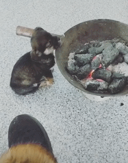 網友燒了一鍋煤炭取暖，小狗把頭搭在鍋邊昏昏欲睡，煤氣中毒了？ 職場 第2張