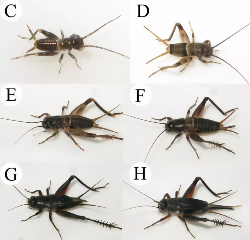 新种各龄期照片:c初孵幼虫d低龄幼虫e次末龄幼虫f末龄幼虫g长翅型雄虫