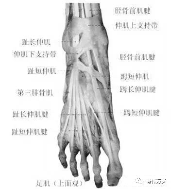 5,足底肌肉:拇展肌——小趾展肌——趾短屈肌——小趾短屈肌——拇短