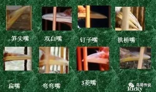 画眉的嘴型,最好的是"钉子嘴".其次是"三棱宝剑"和"竹笋嘴".