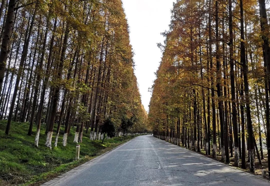 南汇最美网红公路!一半有氧绿,一半银杏黄!