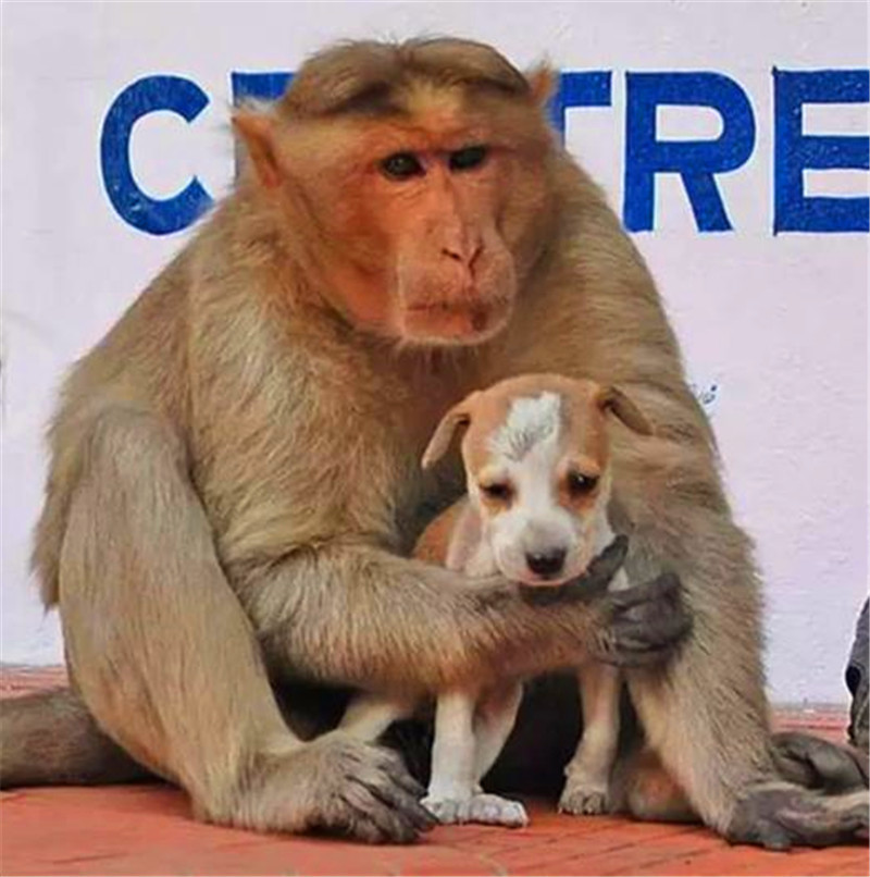 【组图】母猴把流浪狗当儿子养,每天忍饥挨饿只为喂饱