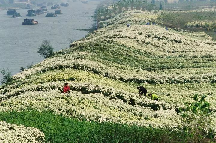 百工百匠曹鉴清杭白菊加工千叶玉玲珑袅袅菊香浓