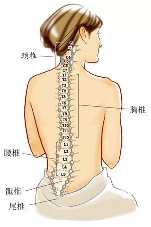 一共由33块脊椎骨组成(颈椎7块,胸椎12块,腰椎5块,骶骨,尾骨共9块),即