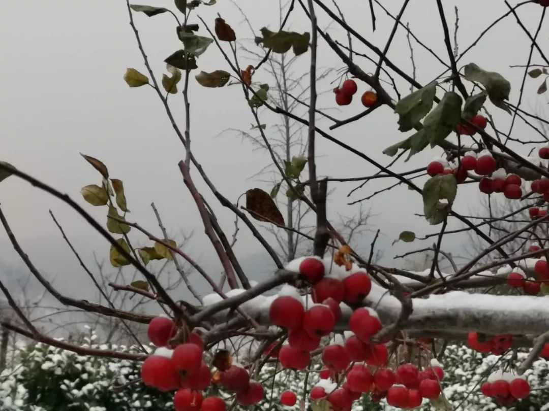 雪中红果分外娇_海棠