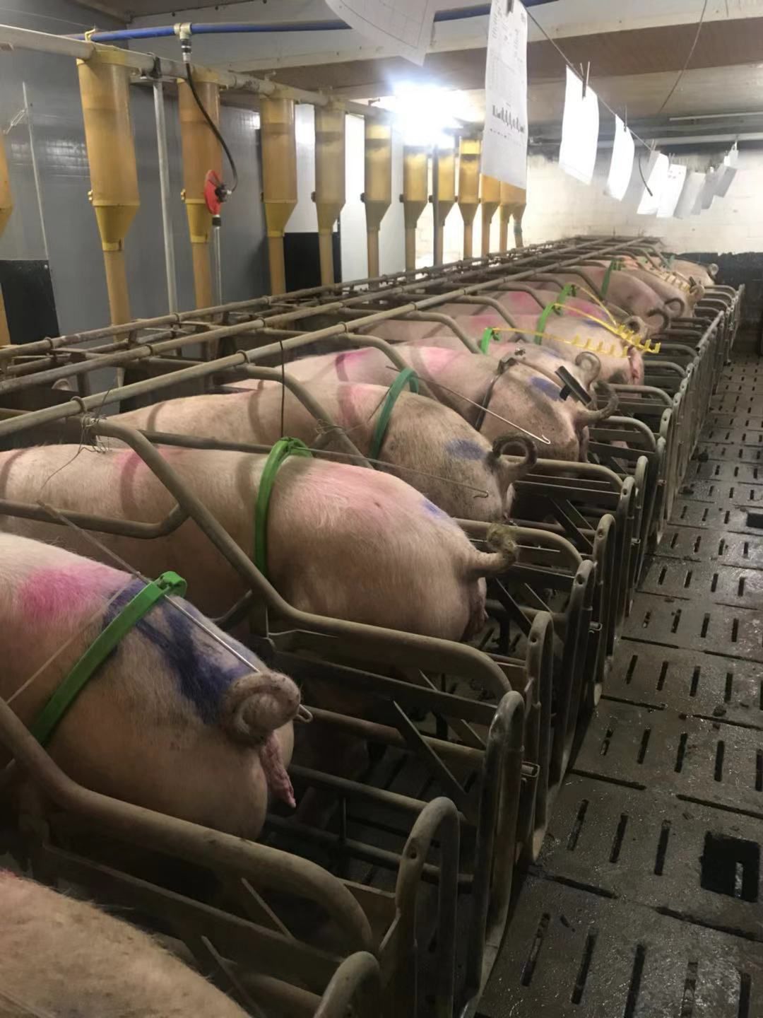 dahl猪场配种采用人工授精.每两周进行一次,每次平均30头母猪.