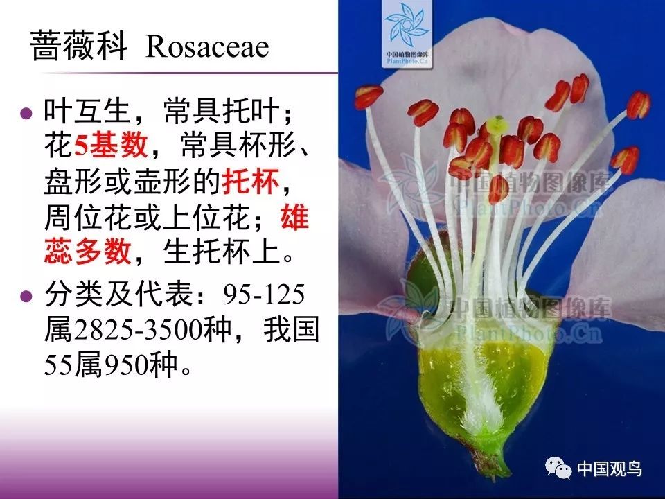 周三课堂经典回顾观鸟生物学基础简明植物学一