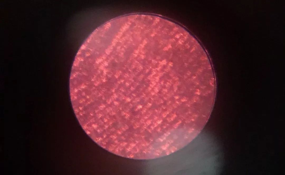 我们家的显微镜下看到的苹果表皮细胞,低倍模式