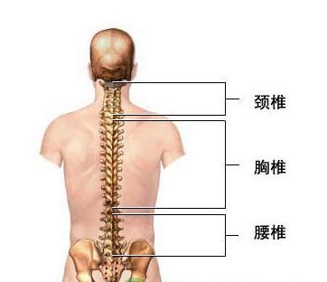 弯腰,驼背会使脊椎的负担加重,短期内可能不会给人体带来太大的影响