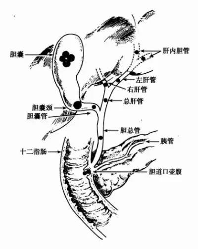 人体肝脏每天会生产800ml～1000ml胆汁,这些胆汁通过胆管被送到胆囊