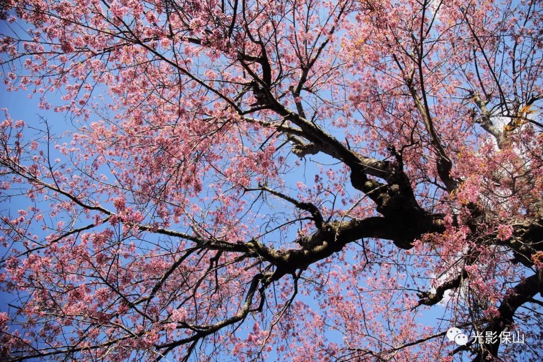 【樱花开了】20180277期 温润保山 冬樱盛开_日本