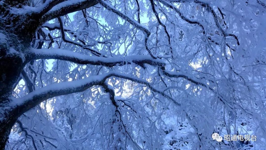 昭通小草坝雪景美艳四方!