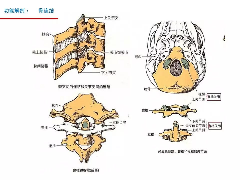 颈椎的功能解剖和颈椎病的分型诊断