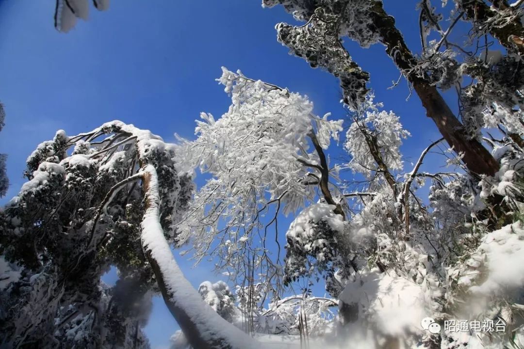 昭通小草坝雪景美艳四方