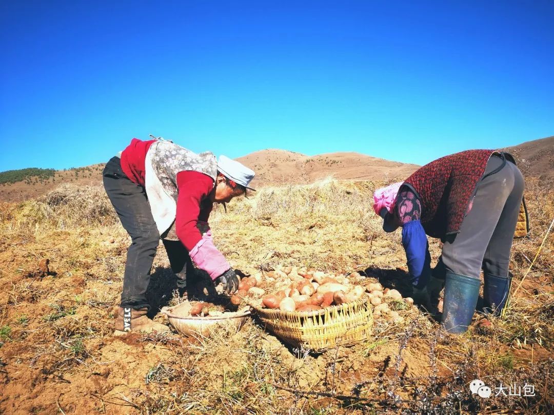 丰收的洋芋,是大山包人民增收致富的希望