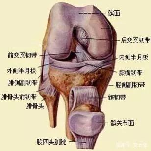 我们在看这一副骨盆膝关节的肌肉解剖图片,看一看肌肉的起始点,不少