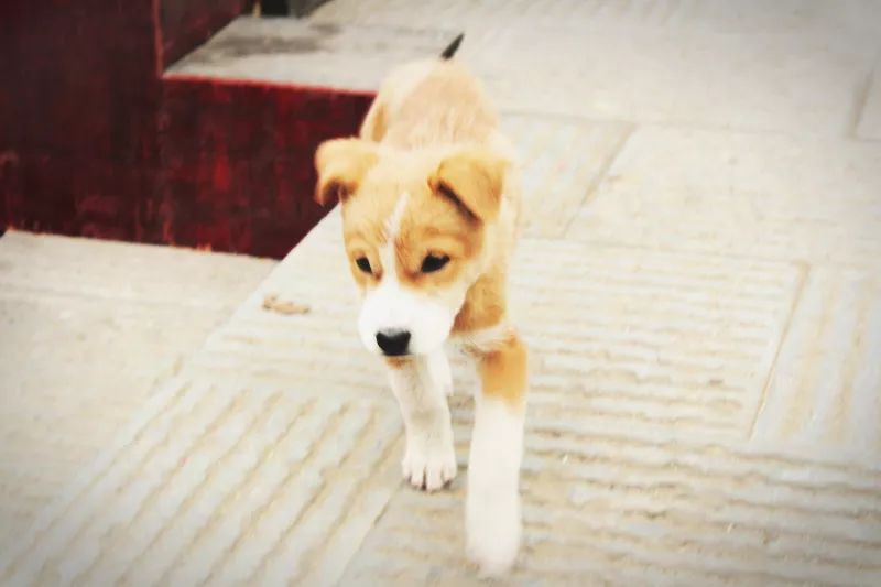 我叫汪小七,别看我是小短腿,但却是三峡人家里最可爱的小狗哦!