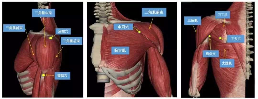 前束起自锁骨外侧,中束起自肩峰外侧缘,后束起自肩胛冈的外侧,止于于