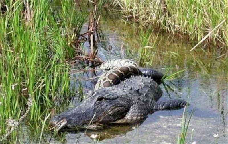 大蟒蛇在沼泽中和鳄鱼紧紧缠绕,无法动弹的鳄鱼最后会