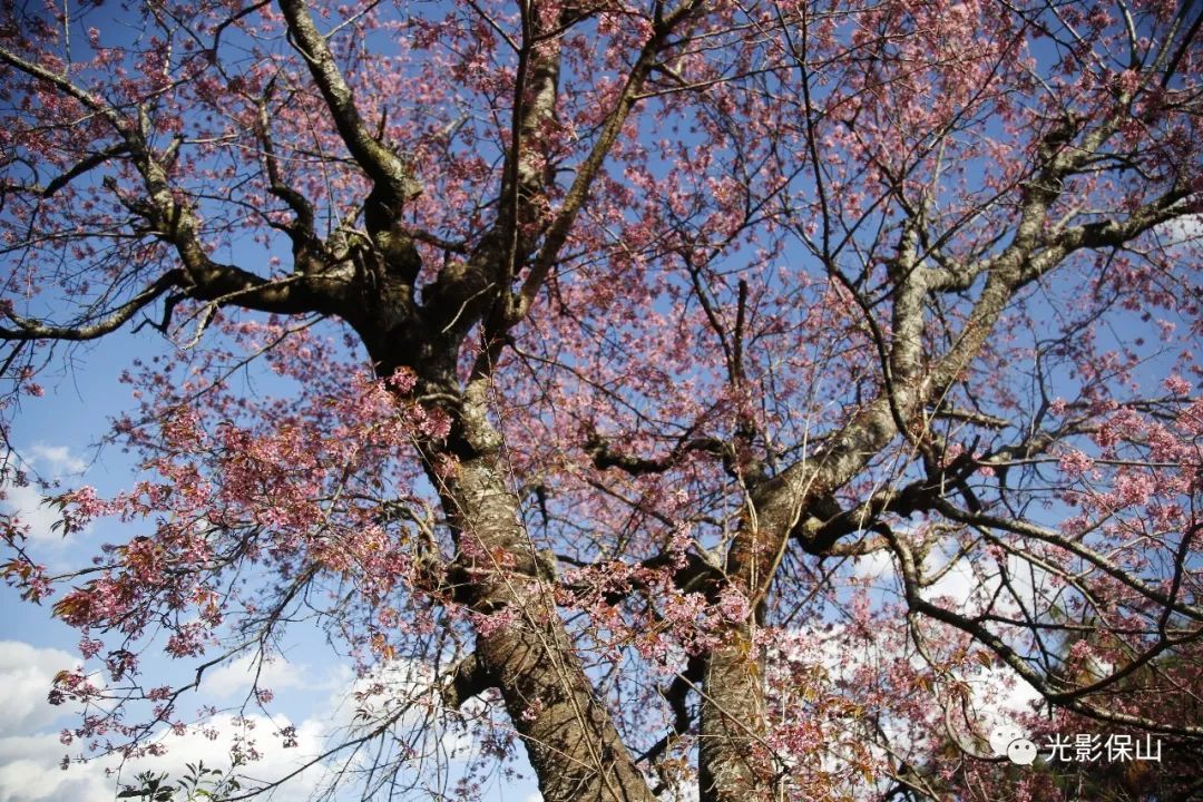 【樱花开了】20180277期 温润保山 冬樱盛开_日本