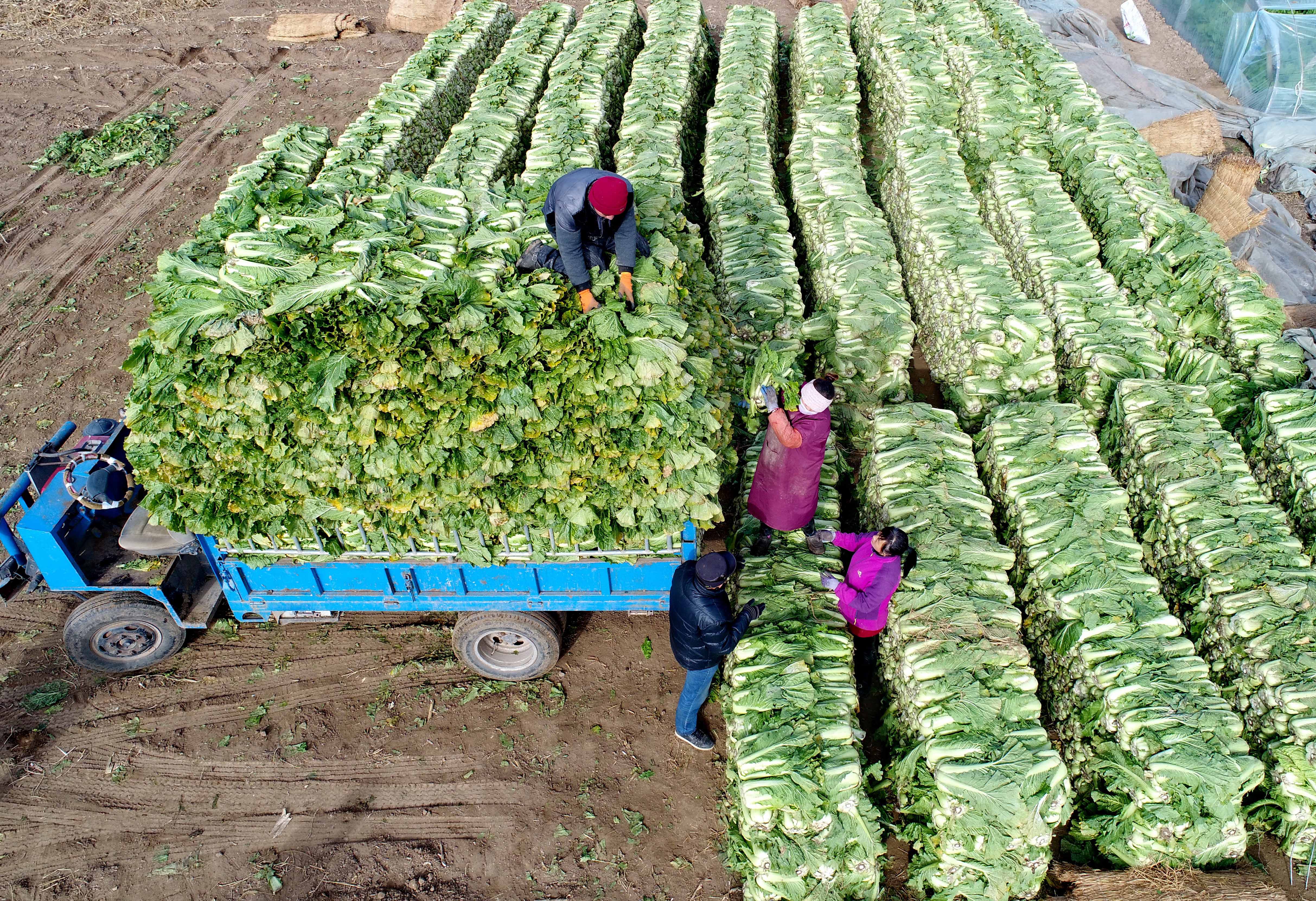 乐亭县大相各庄乡的菜农将收获的大白菜装车外运(11月27日无人机拍摄)