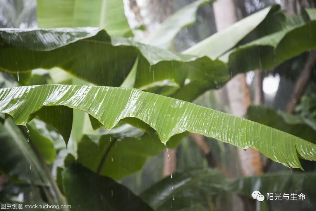 纳雍校园美播音纳雍印象芭蕉