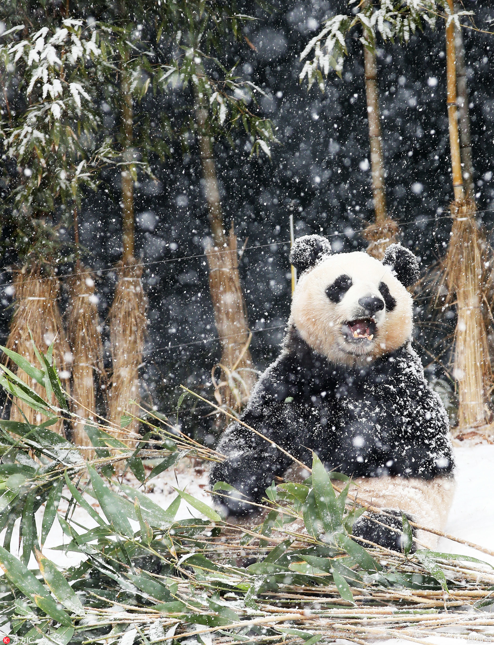 旅韩大熊猫"爱宝"爱玩雪 摔个屁股墩儿憨态可掬