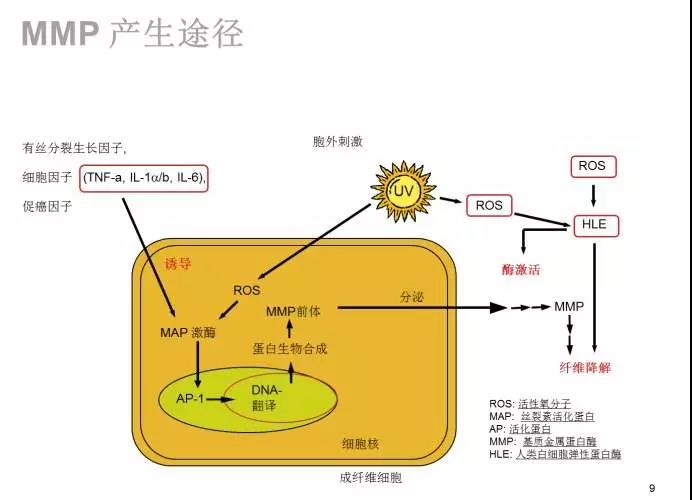 想要变白,你一定要了解传明酸