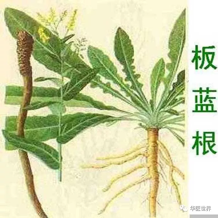 板蓝根的药理作用