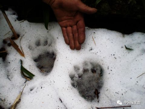 (雪地里零星熊猫的脚印 图片来源于李永政先生)