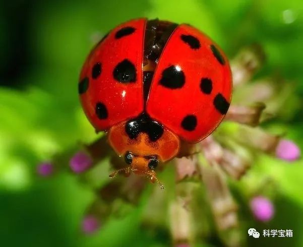 益虫:二星瓢虫,六星瓢虫,七星瓢虫,十二星瓢虫,十三星瓢虫,赤星瓢虫