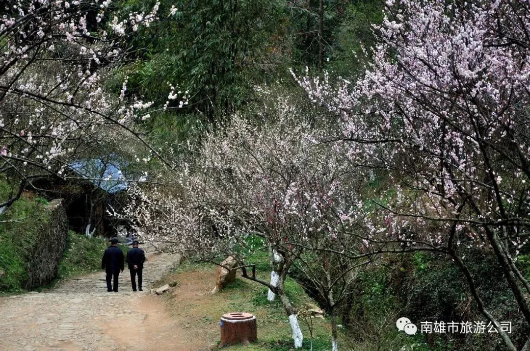 图:忠哥 根据往年的惯例 预计在元旦前后 梅岭梅花会进入最佳观赏期