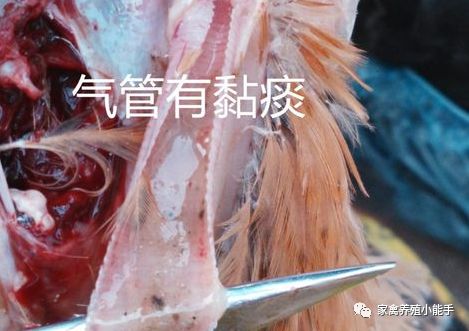 气温持续降低进入"流感"高发,今天就说说常见禽流感的种类,症状与防治