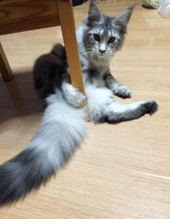 網友家的貓咪發情，竟然用凳角來解決，太羞恥了 萌寵 第1張