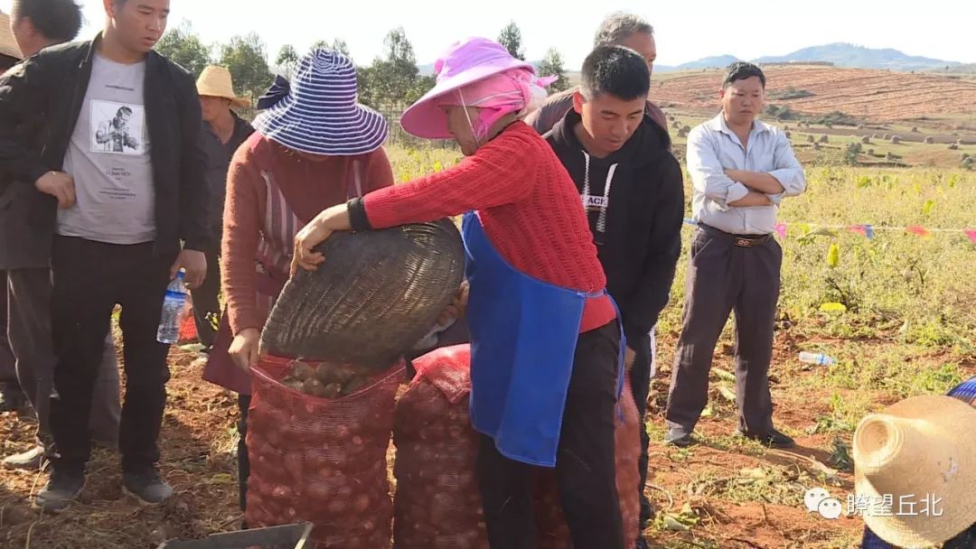 丘北树皮乡矣得村香芋采挖上市了_姜金