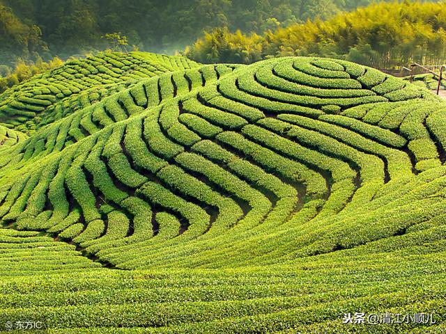 茶园施肥有讲究细心呵护为你的茶树补给营养