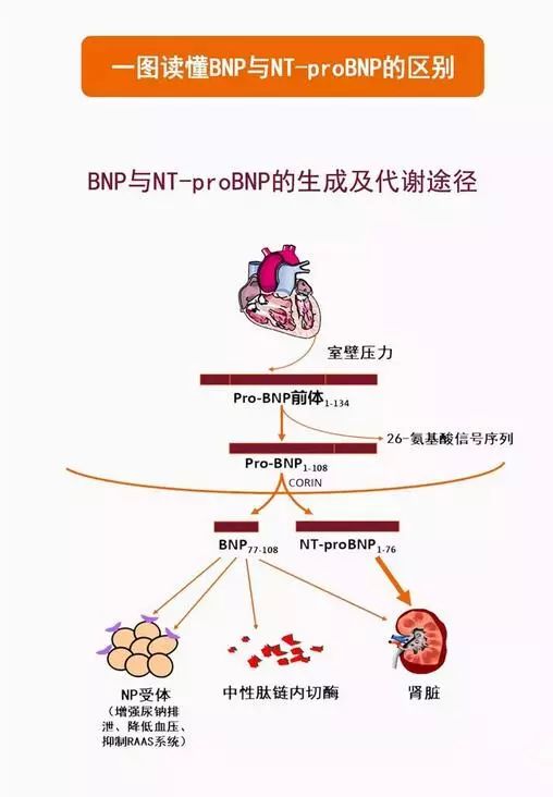 清晰读懂bnp与nt-probnp的区别