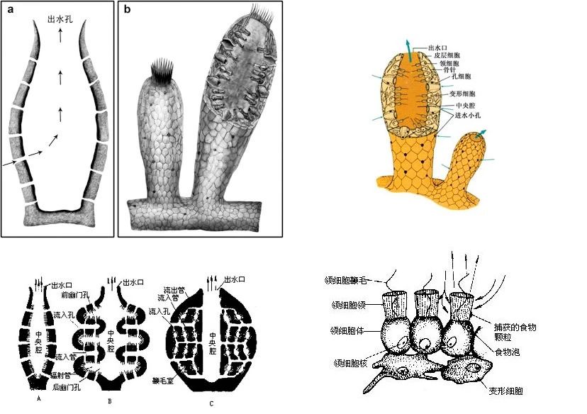 6亿年前,具有划时代意义的多细胞动物出现,通常认为与海绵类似;这个