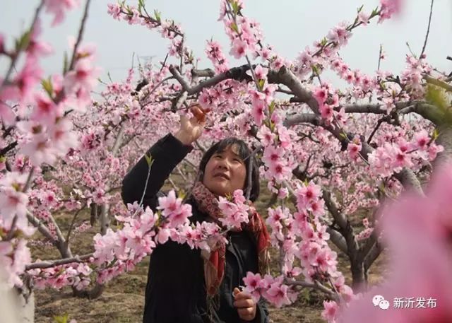 问:时集镇一年一度的"中国·新沂"桃花节,已成为时集镇重要的文化