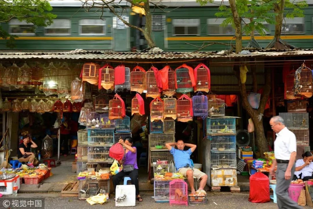 地址:龙泉驿区农平路58号 || 黄田坝花鸟市场 || 鹩哥,鹦鹉,石燕,紫燕