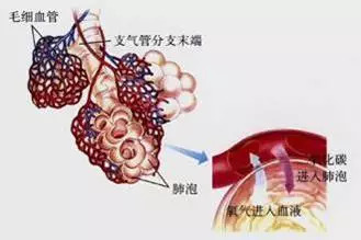 正常肺换气示意图吸入氧气,排出二氧化碳,这种气体交换是肺最重要的