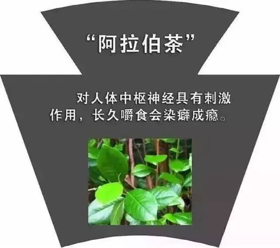 又名恰特草,埃塞俄比亚茶,巧茶,常青灌木.