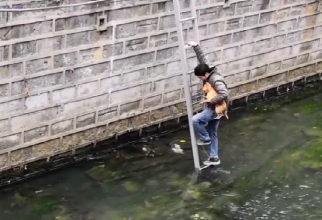 田園黃狗掉進河道，蹲在水裡瑟瑟發抖，好心人的舉動暖心了…… 萌寵 第6張